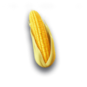 Corn cob