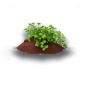 Halim/Garden cress seeds